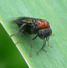 Attēlu rezultāti vaicājumam “Eriocampa ovata”