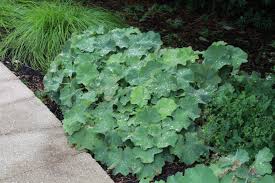 Image result for Alchemilla mollis