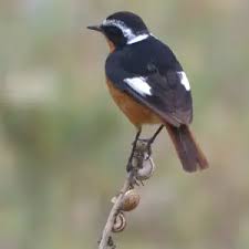 Image result for Phoenicurus moussieri