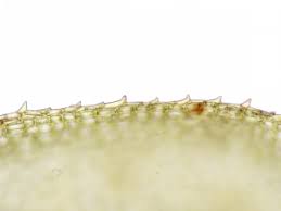 Attēlu rezultāti vaicājumam “Meesia triquetra”