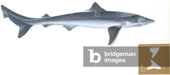 Image result for Odontaspis ferox