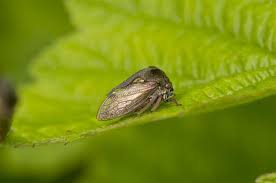 Attēlu rezultāti vaicājumam “Centrotus cornutus”