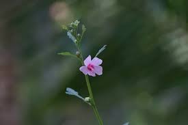 Attēlu rezultāti vaicājumam “Reticularia lobata young”