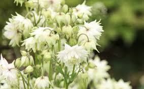 Image result for Akelei