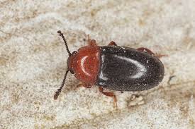 Attēlu rezultāti vaicājumam “Erotylidae”