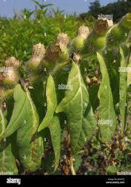 Attēlu rezultāti vaicājumam “Hyoscyamus niger fruit”