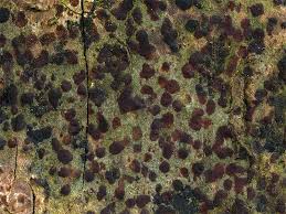 Attēlu rezultāti vaicājumam “Arthonia spadicea”