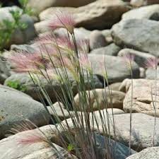 Attēlu rezultāti vaicājumam “Hordeum jubatum”