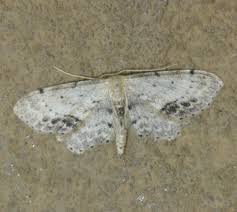 Attēlu rezultāti vaicājumam “Idaea dimidiata”