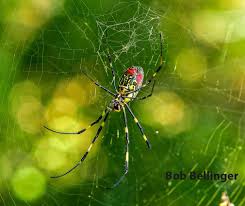 Attēlu rezultāti vaicājumam “Torrubiella arachnophila”