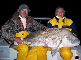 Image result for Pogonias cromis