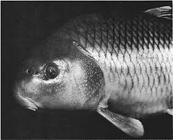 Image result for Carpiodes velifer