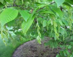 Attēlu rezultāti vaicājumam “Carpinus caroliniana male flower”