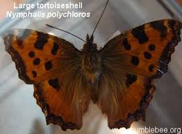 Attēlu rezultāti vaicājumam “Nymphalis xanthomelas underside”