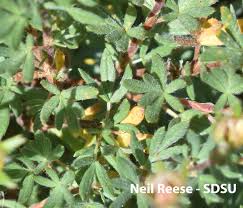 Attēlu rezultāti vaicājumam “Pentaphylloides fruticosa leaf”