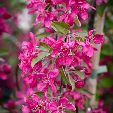 Attēlu rezultāti vaicājumam “Malus purpurea leaf”