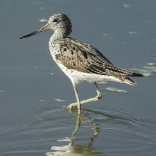 Attēlu rezultāti vaicājumam “Tringa nebularia”