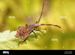 Attēlu rezultāti vaicājumam “Coreus marginatus nymph”