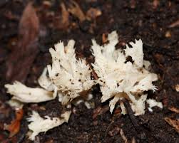 Attēlu rezultāti vaicājumam “Clavulina coralloides”