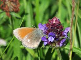 Attēlu rezultāti vaicājumam “Coenonympha glycerion underside”
