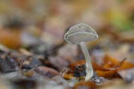 Attēlu rezultāti vaicājumam “Helvella macropus”