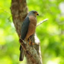 Image result for Goshawks G C