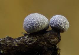 Attēlu rezultāti vaicājumam “Physarum bryocorticola”