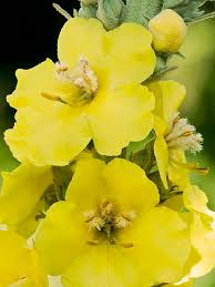 Image result for Verbascum phlomoides