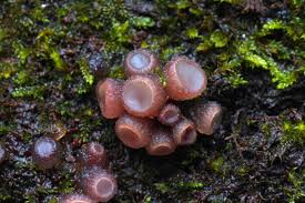 Attēlu rezultāti vaicājumam “Neobulgaria pura”