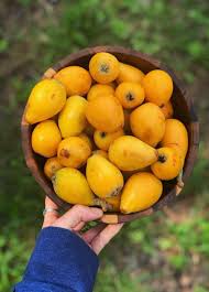 Attēlu rezultāti vaicājumam “Carex loliacea fruit”