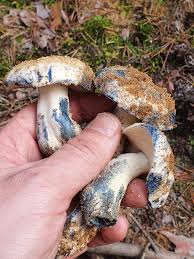 Attēlu rezultāti vaicājumam “Gyroporus cyanescens”