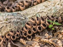 Attēlu rezultāti vaicājumam “Urnula craterium”