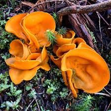 Attēlu rezultāti vaicājumam “Aleuria aurantia”