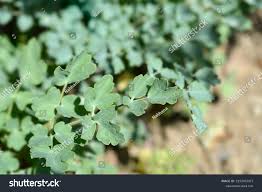 Attēlu rezultāti vaicājumam “Thalictrum flavum leaf”