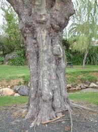 Attēlu rezultāti vaicājumam “Platanus x hispanica (syn. Platanus x acerifolia)”