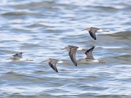 Image result for Calidris himantopus