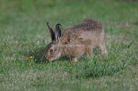Attēlu rezultāti vaicājumam “Lepus sp.”