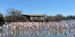 Image result for parque natural de camargue