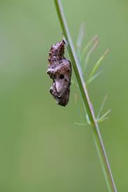 Attēlu rezultāti vaicājumam “Boloria titania underside”
