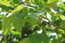 Attēlu rezultāti vaicājumam “Juglans x sinensis”
