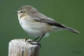 Image result for Phylloscopus orientalis