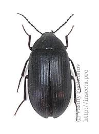 Attēlu rezultāti vaicājumam “Prionychus ater”