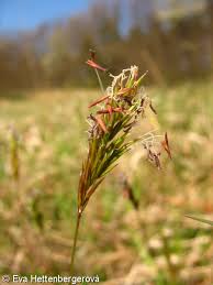 Attēlu rezultāti vaicājumam “Anthoxanthum odoratum flower”