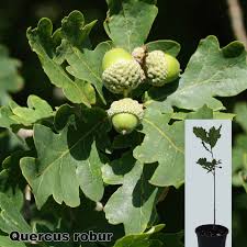 Attēlu rezultāti vaicājumam “Quercus robur”