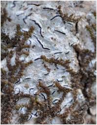 Attēlu rezultāti vaicājumam “Frullania fragilifolia”