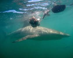 Image result for Carcharhinus brachyurus