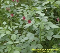 Attēlu rezultāti vaicājumam “Enteridium liceoides macro”