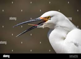 Image result for Egretta thula