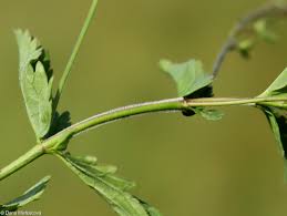 Attēlu rezultāti vaicājumam “Veronica chamaedrys leaf”