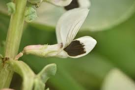 Attēlu rezultāti vaicājumam “Vicia faba flower”